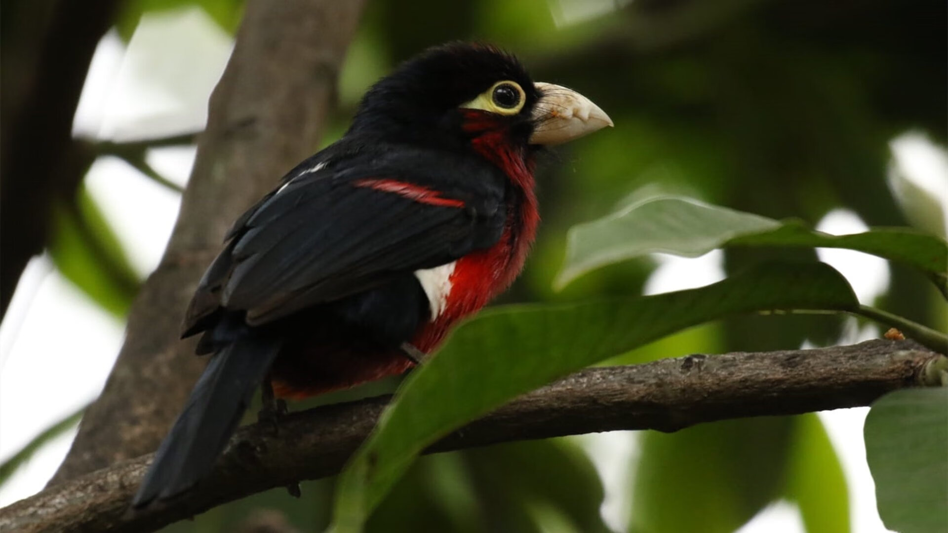 文班亚马关键时刻力挽狂澜，火箭队惊险击败山西队，篮球新星闪耀国际赛场