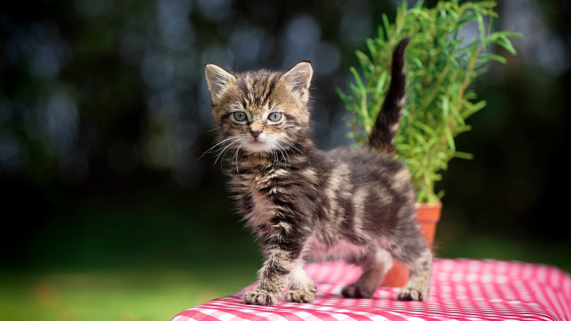 北欧战吼再响彻，东瀛武士一箭封喉！墨西哥仙人掌之殇背后的足球真相